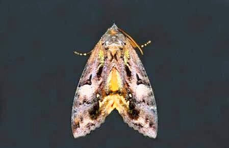 Common fruit-piercing moth.jpg