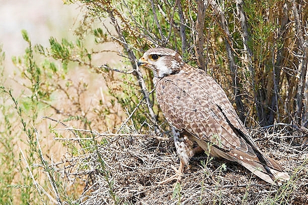 Prairie falcon.jpg