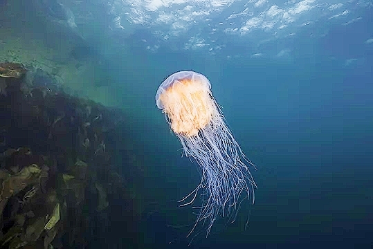 Lion's mane jellyfish.jpg