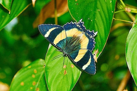 Zodiac moth.jpg