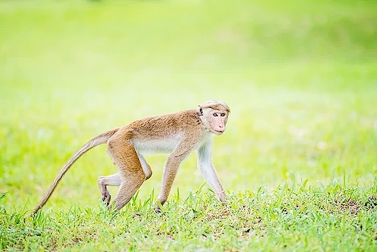 Toque macaque.jpg