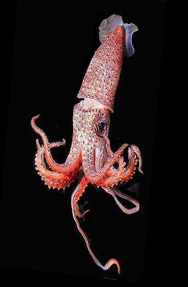 Strawberry squid.jpg