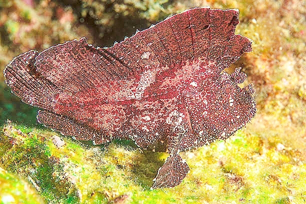 Sailfin leaf fish.jpg