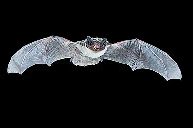 Parti-coloured bat.jpg