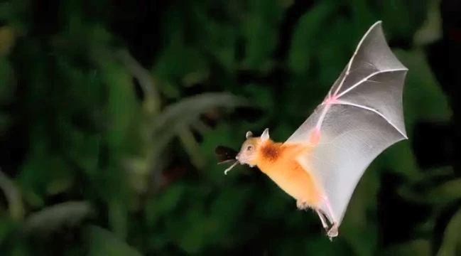 Greater short-nosed fruit bat.jpg
