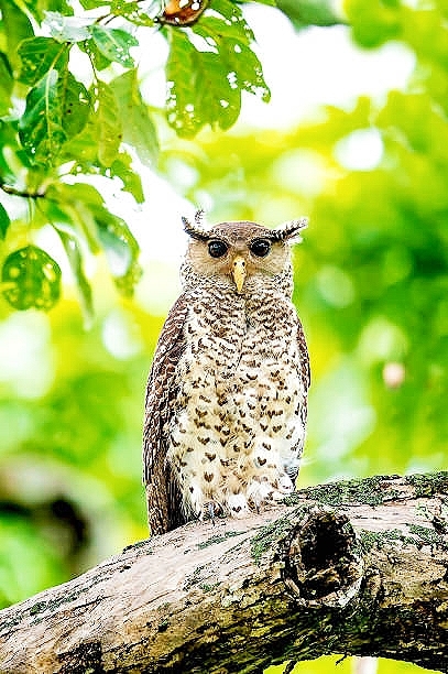 Spot-bellied eagle owl.jpg