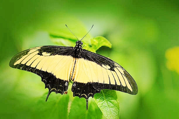 Queen swallowtail.jpg