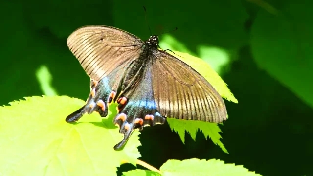Alpine black swallowtail.jpg