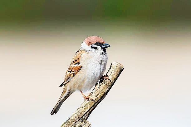 Eurasian tree sparrow.jpg