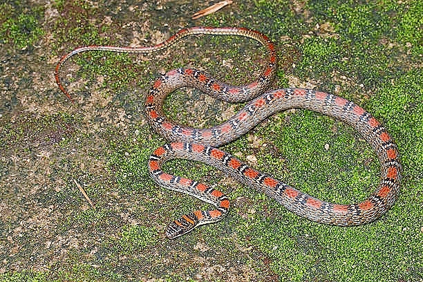 Twin-barred tree snake.jpg