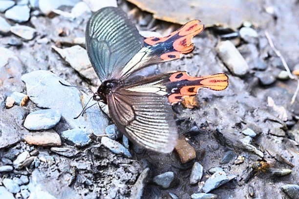 Broad-tailed swallowtail.jpg