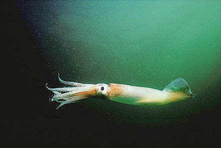 Northern shortfin squid.jpg