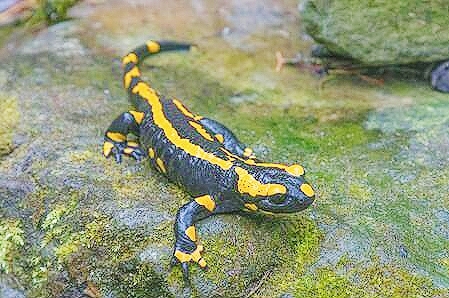 Fire salamander.jpg