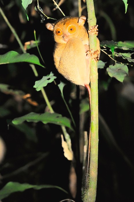 Western tarsier.jpg