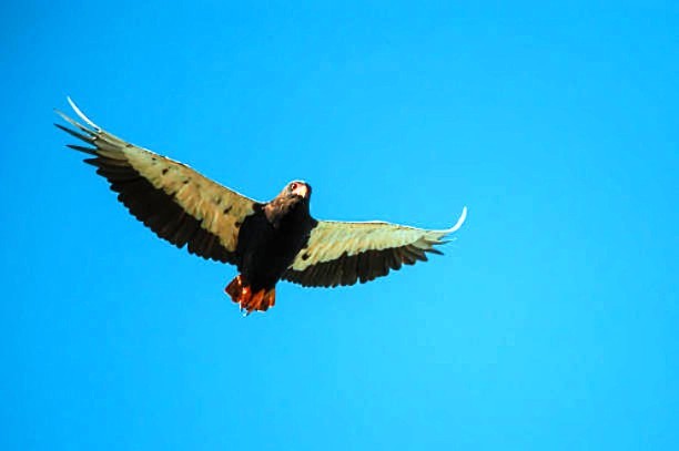 Bateleur eagle.jpg