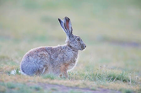Woolly hare.jpg