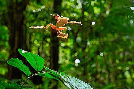 Wallace's flying frog.jpg