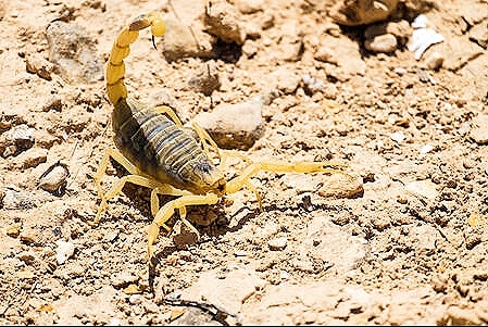 Deathstalker scorpion.jpg