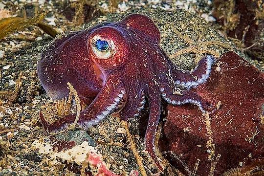 Stubby squid.jpg