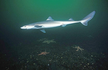 Pacific spiny dogfish.jpg