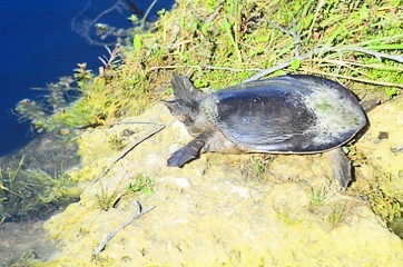 Florida softshell turtle.jpg