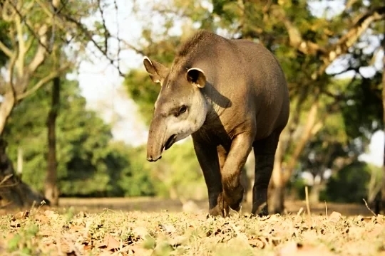 Brazilian tapir.jpg