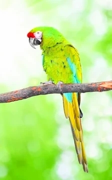 Military macaw.jpg