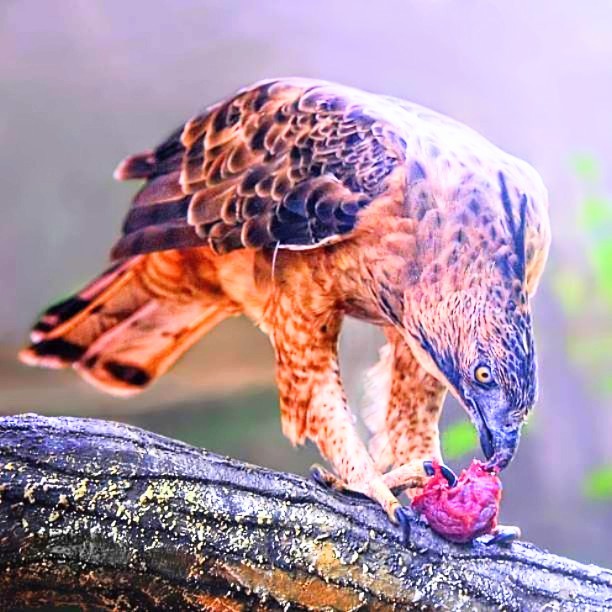 Javan hawk-eagle.jpg