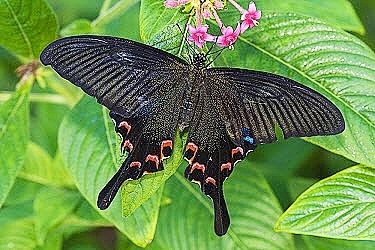 Luzon peacock swallowtail.jpg