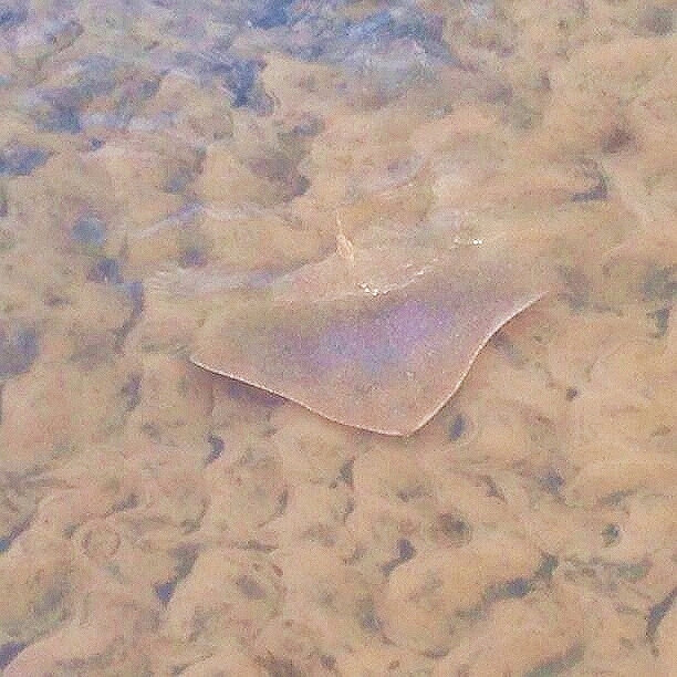 Smooth butterfly ray.jpg