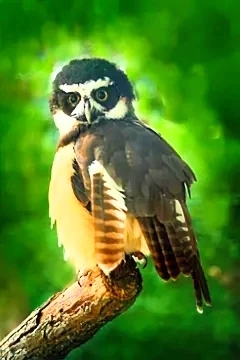 Spectacled owl.jpg