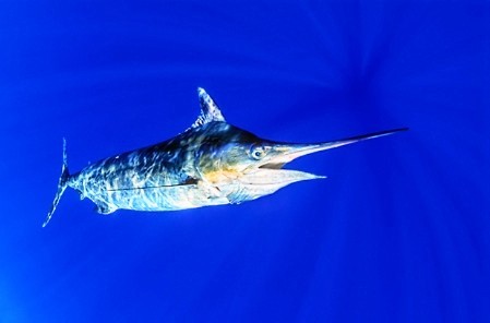 Blue marlin.jpg