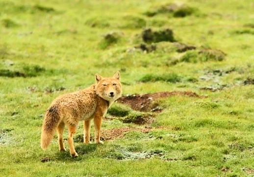Tibetan sand fox.jpg