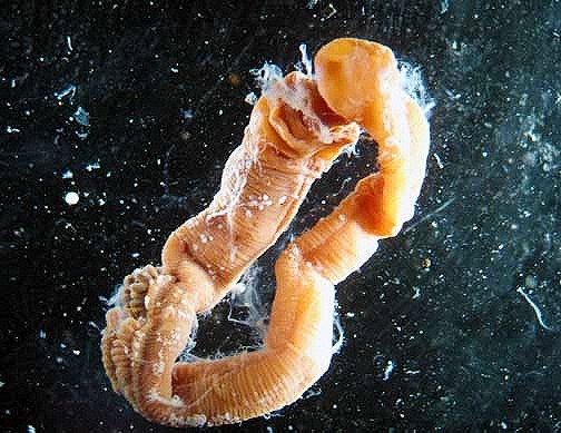 Yellow acorn worm.jpg