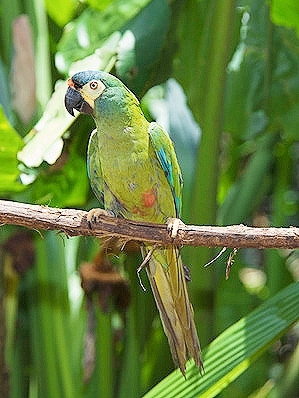 Blue-winged macaw.jpg