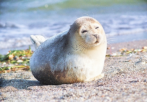 Caspian seal.jpg