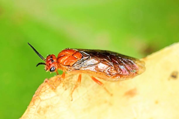 European pine sawfly.jpg
