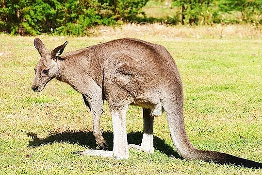 Eastern grey kangaroo.jpg