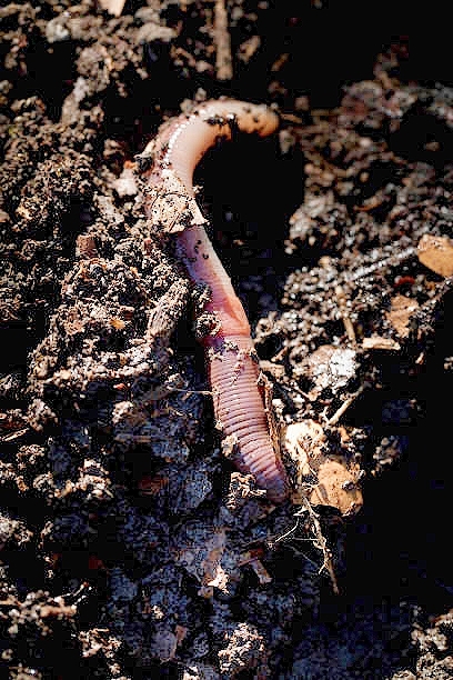 Red marsh worm.jpg