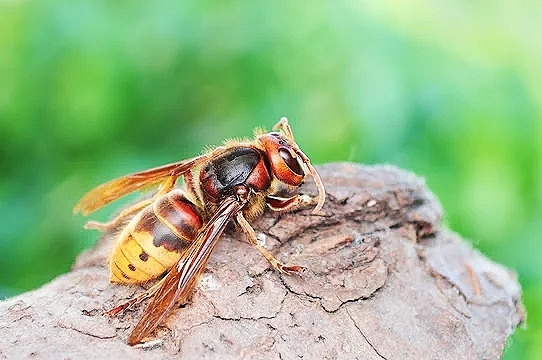 European hornet.jpg