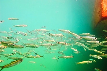 Pacific herring.jpg