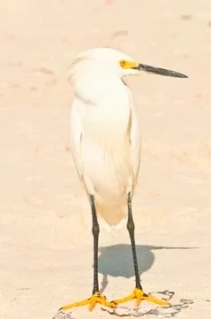 Snowy egret.jpg