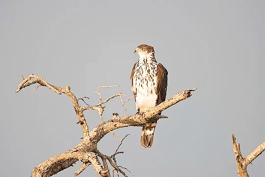 African hawk-eagle.jpg
