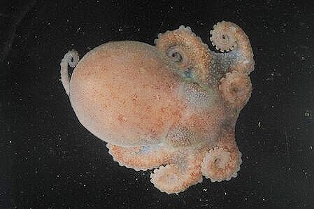 Turquet's octopus.jpg