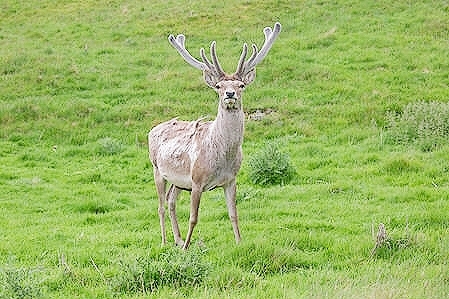 Central Asian red deer.jpg