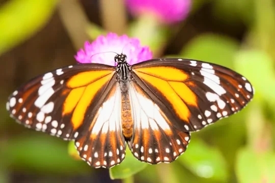 Black-and-white tiger butterfly.jpg