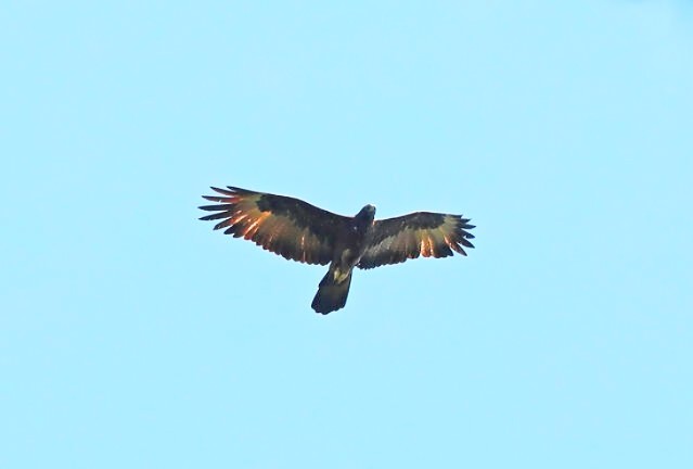 Gurney's eagle.jpg