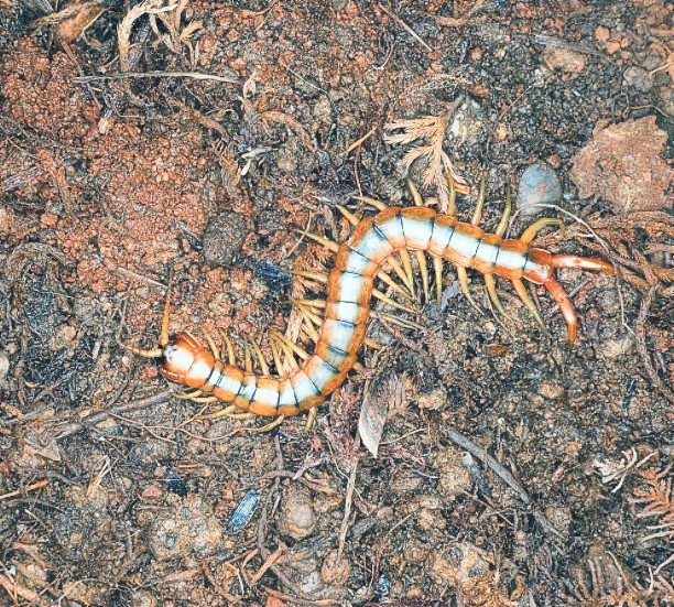 Megarian banded centipede.jpg