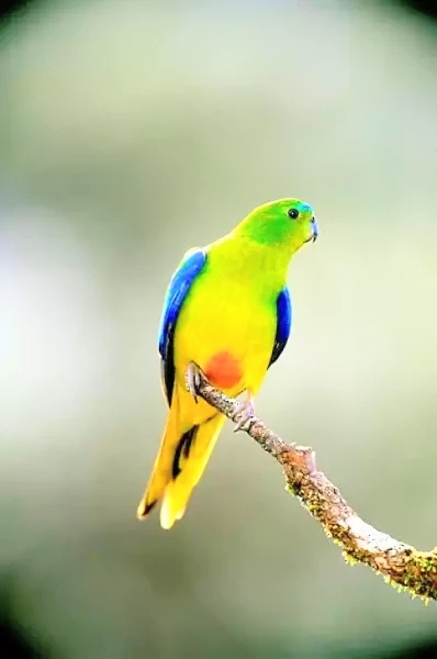 Orange-bellied parrot.jpg