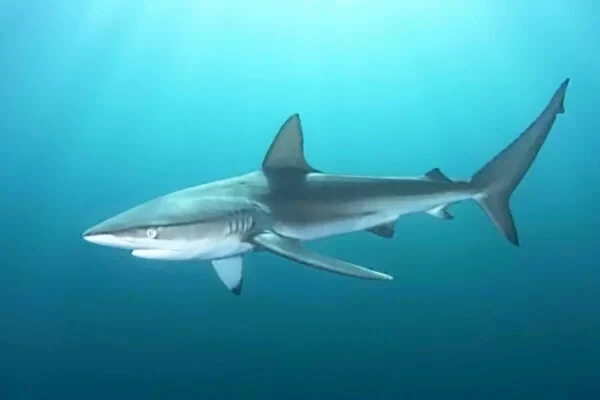 Dusky shark.jpg
